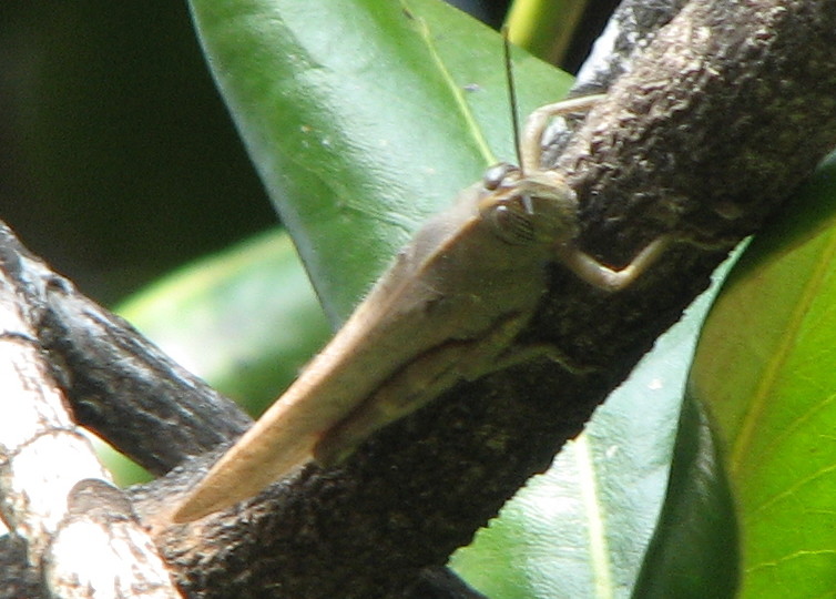 Cavalletta: Anacridium aegyptium